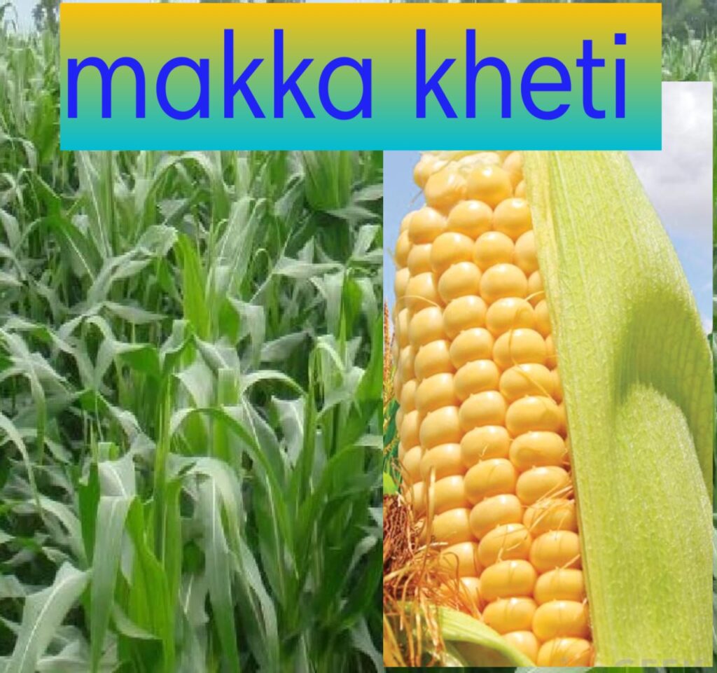 makka ki kheti